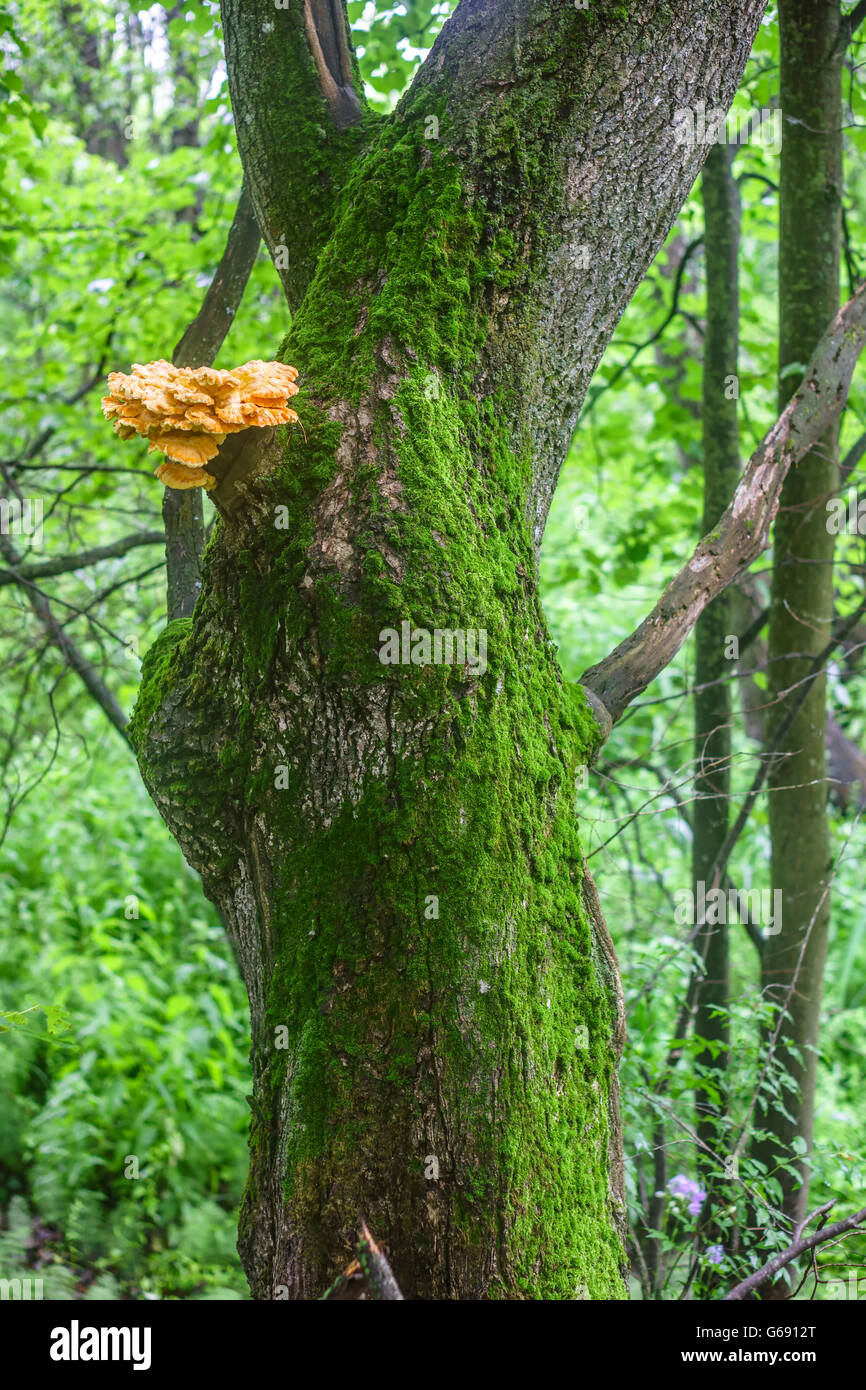 Baumstamm, bedeckt mit grünem Moos und Schwefel-gelbe Pilz Laetiporus Sulphureus drauf auch bekannt als "Huhn des Waldes" Stockfoto