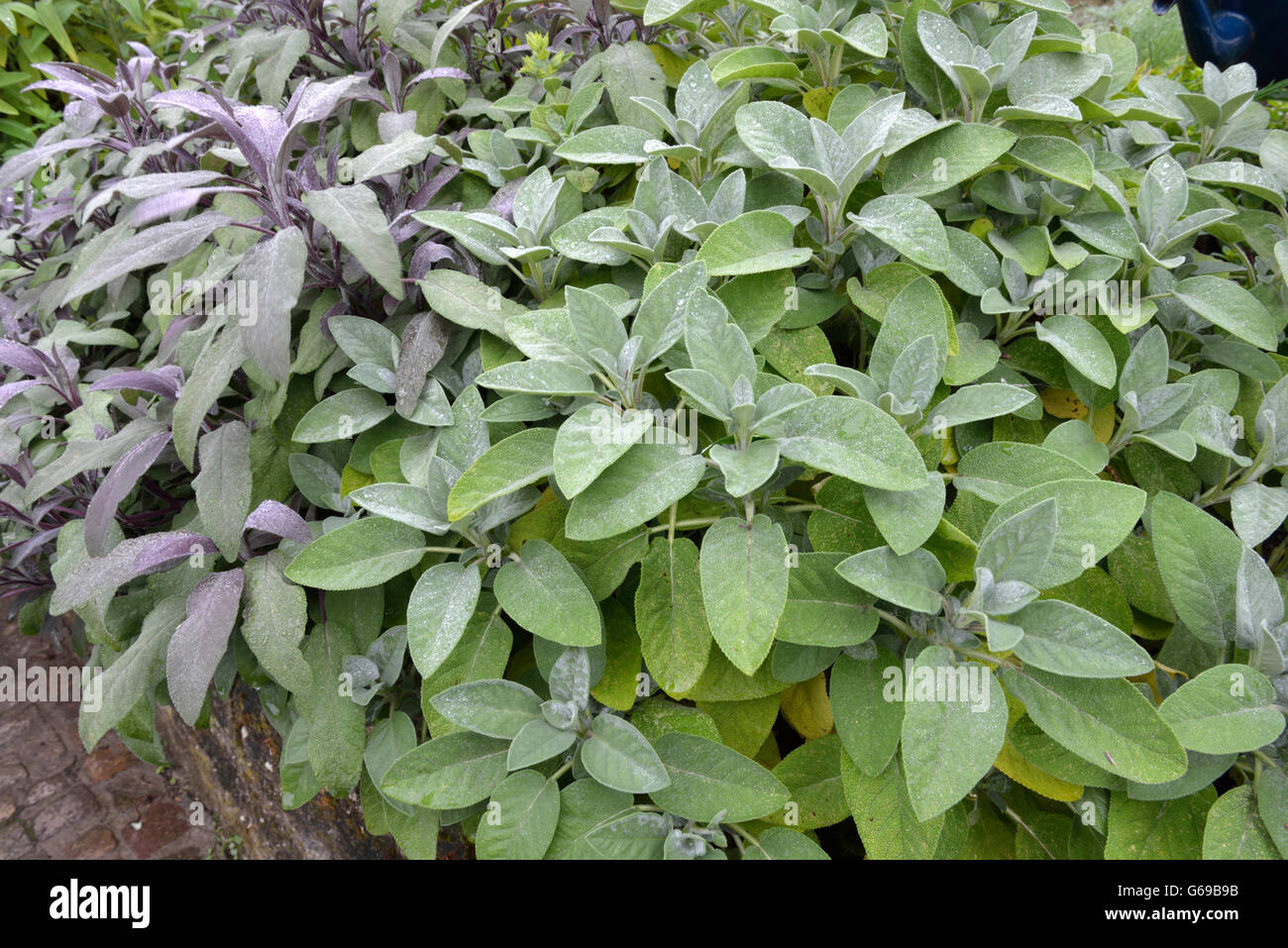 Salbei, Sorten Purpurascen und Berggarten / (Salvia Officinalis) Stockfoto
