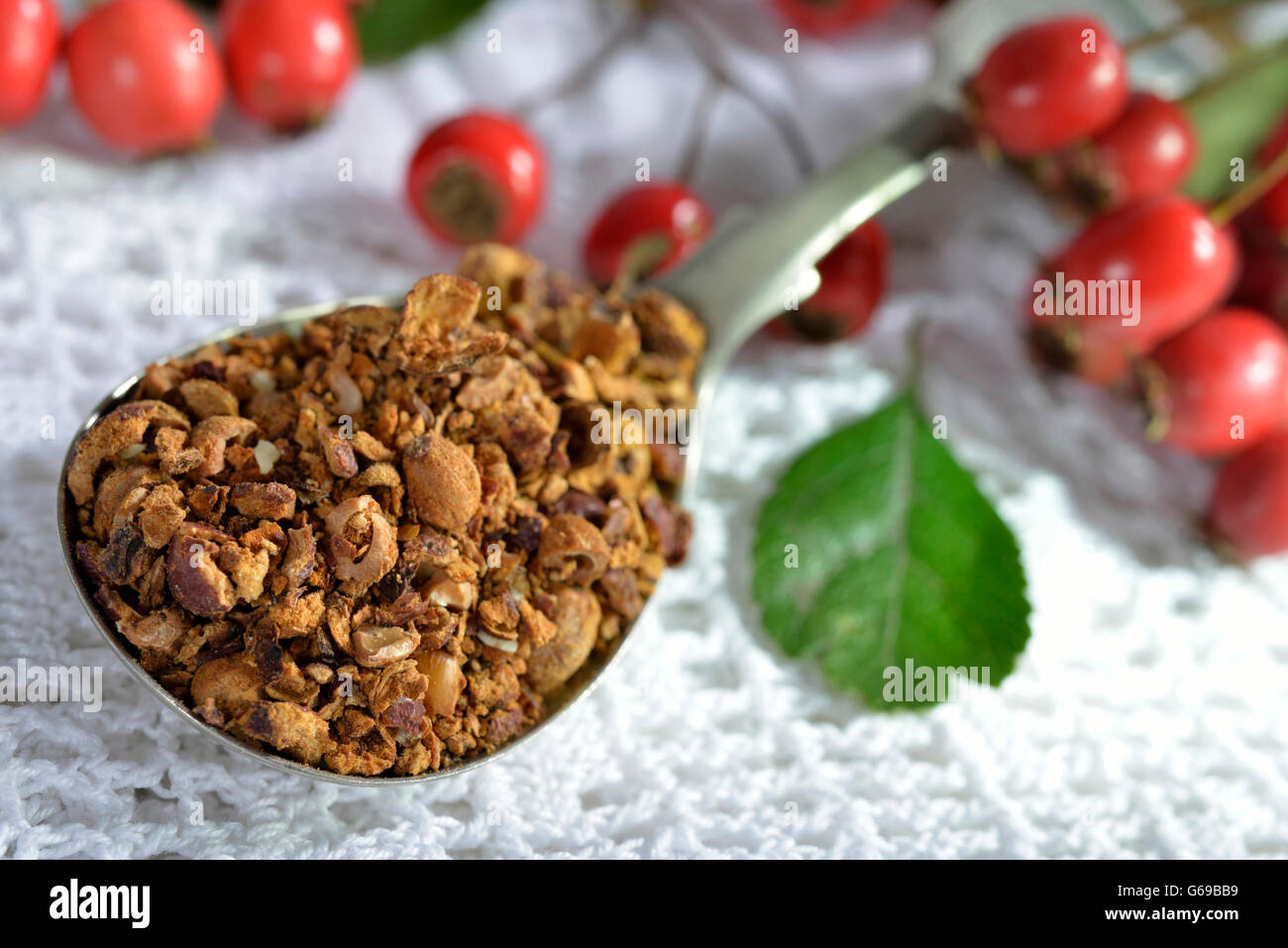 Weißdorn, Beeren getrocknet und frisch / (Crataegus Monogyna, Crataegus Laevigata) Stockfoto