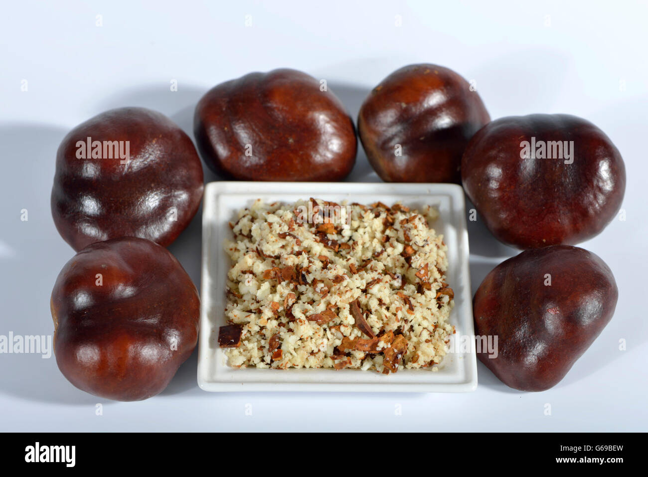Kastanien, gemahlenen Samen / (Aesculus Hippocastanum) Stockfoto