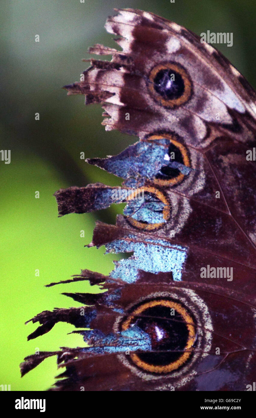 Ein Blue Morpho Butterfly aus Südamerika ruht auf einigen Chrysalis, da das heiße Wetter eine Bevölkerungsexplosion von Schmetterlingen in der Butterfly World in der Nähe von Edinburgh verursacht hat. Stockfoto