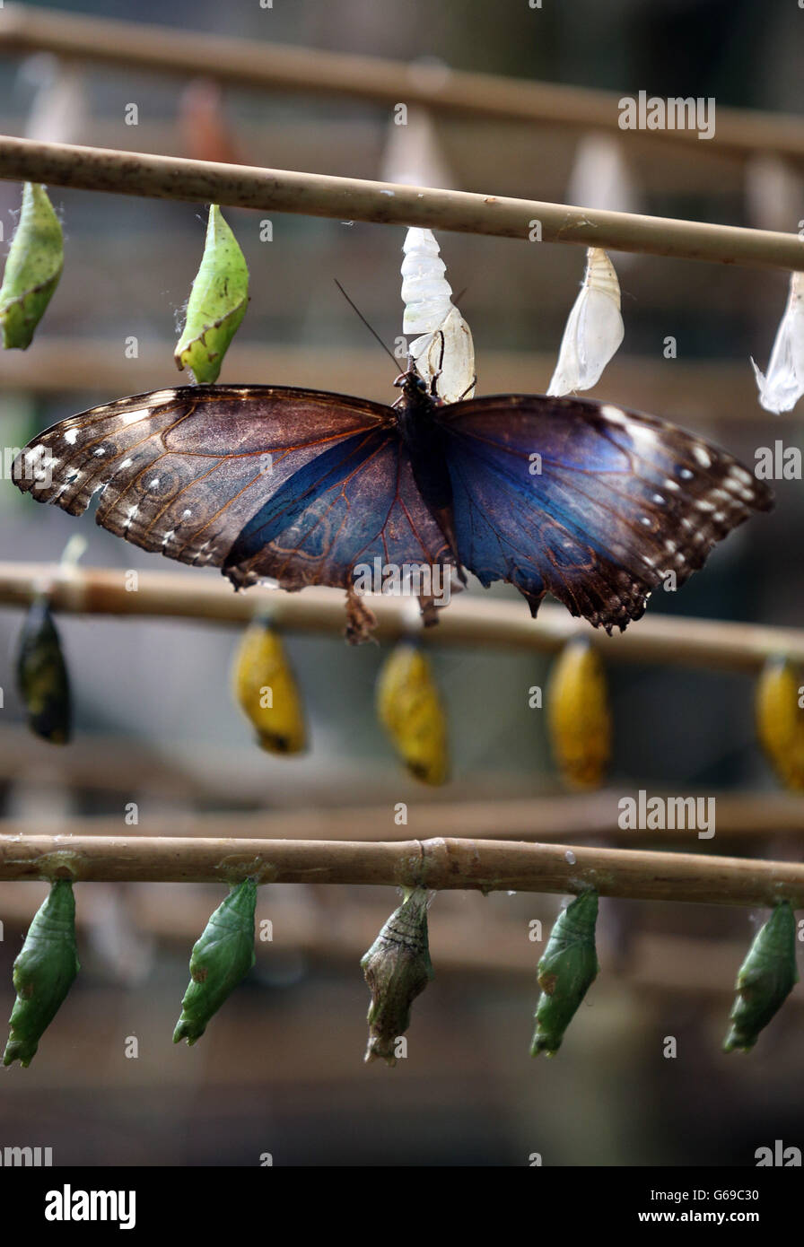Ein Blue Morpho Butterfly aus Südamerika ruht auf einigen Chrysalis, da das heiße Wetter eine Bevölkerungsexplosion von Schmetterlingen in der Butterfly World in der Nähe von Edinburgh verursacht hat. Stockfoto