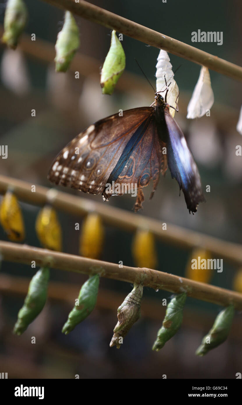 Ein Blue Morpho Butterfly aus Südamerika ruht auf einigen Chrysalis, da das heiße Wetter eine Bevölkerungsexplosion von Schmetterlingen in der Butterfly World in der Nähe von Edinburgh verursacht hat. Stockfoto