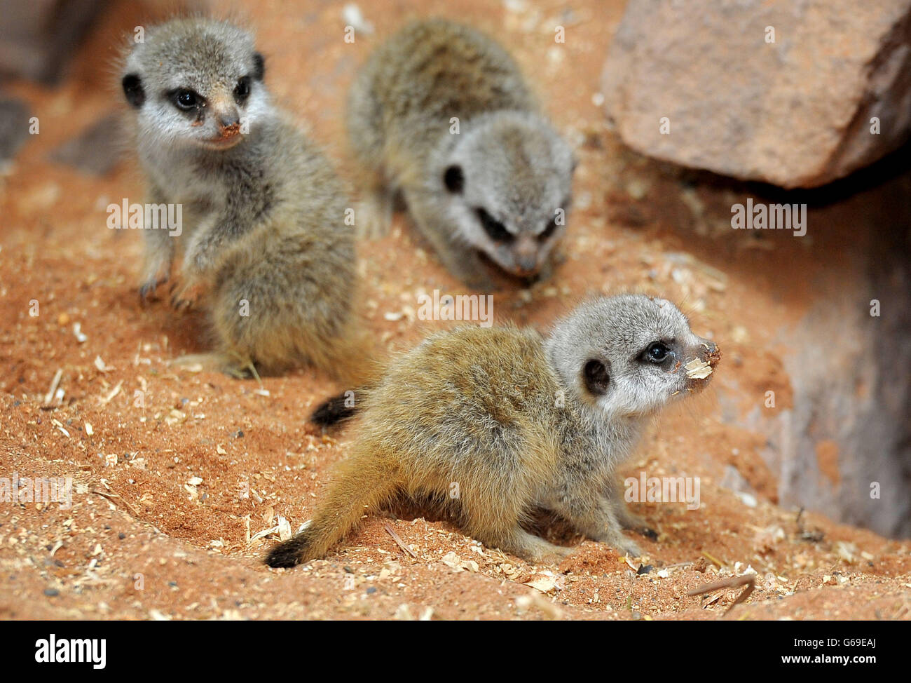 Die neugeborenen Baby Erdmännchen in Bristol Zoo Gardens, die Drillinge aufgenommen hat geboren am 21. Juli. Stockfoto