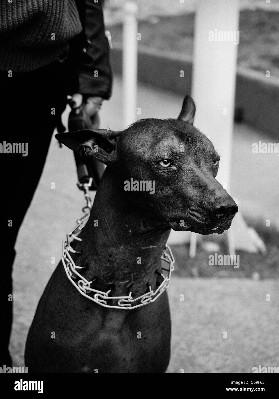 Hund mit Halsband in Marseille Stockfoto