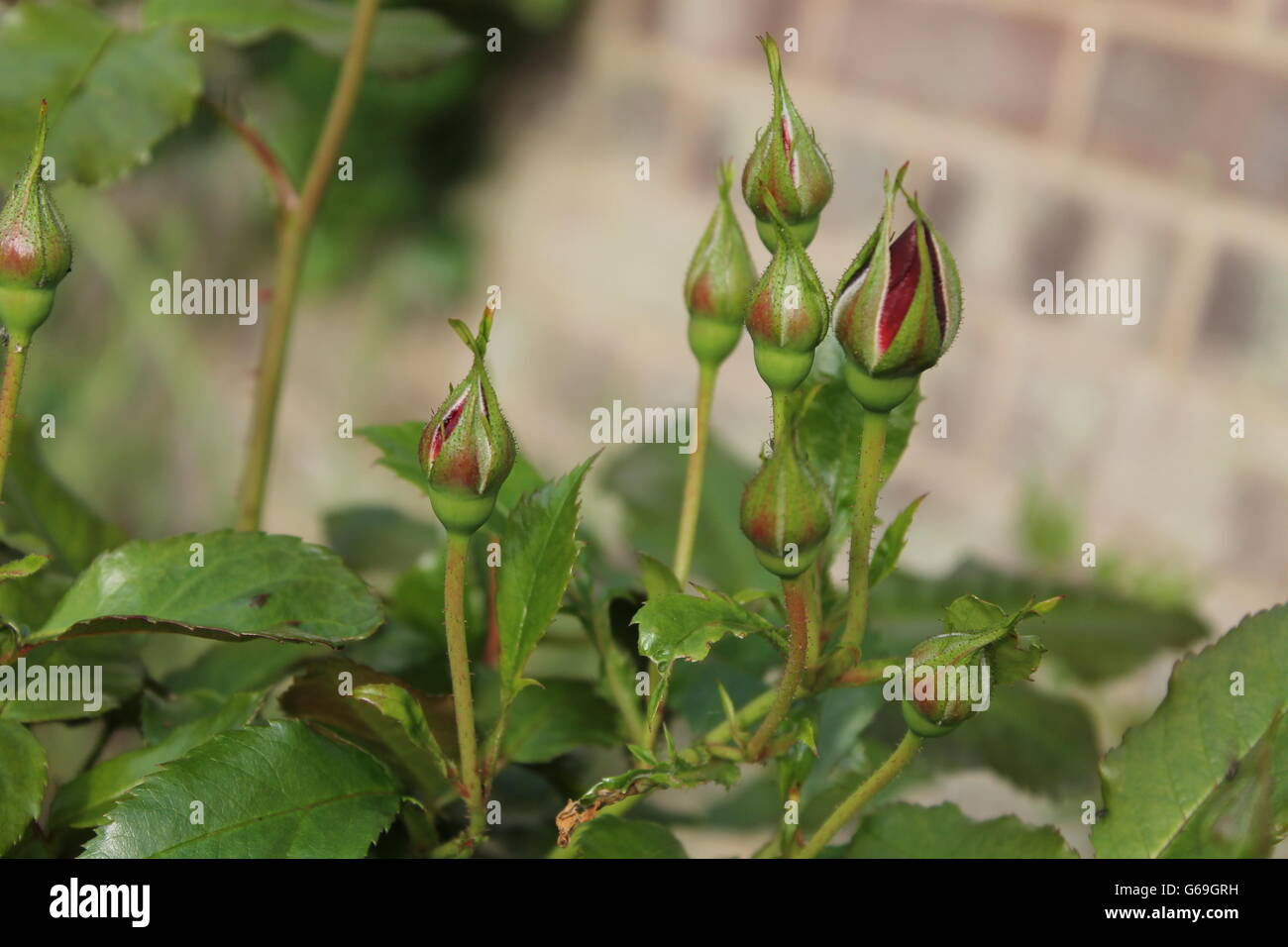 Rote Rosenknospe, Sommerblume, Gartenarbeit, Hampshire, britische Blume Stockfoto