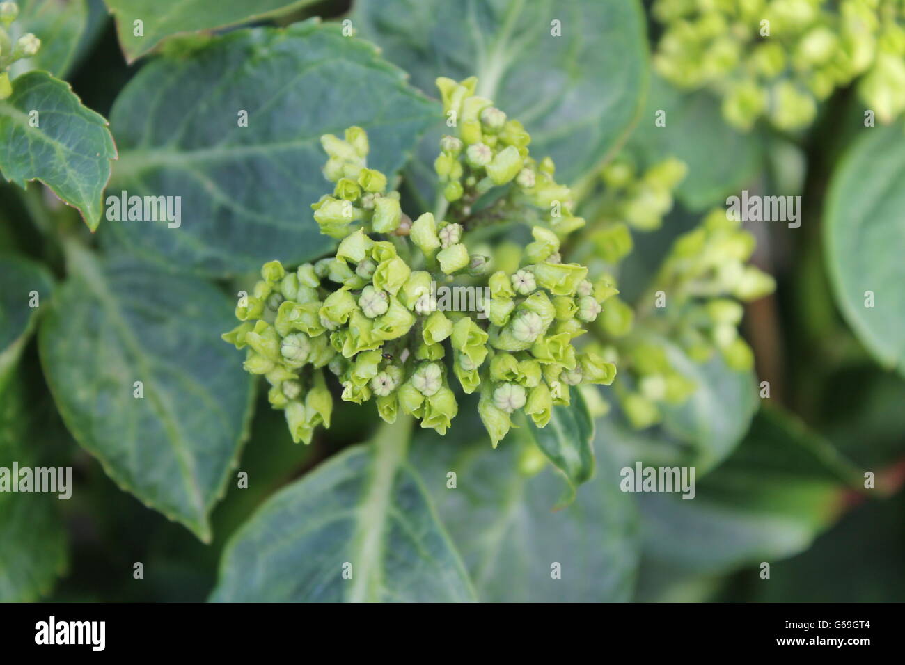 Hortensie, Sommerblume, Gartenarbeit, Hampshire, britische Blume, Biene-liebenden Stockfoto