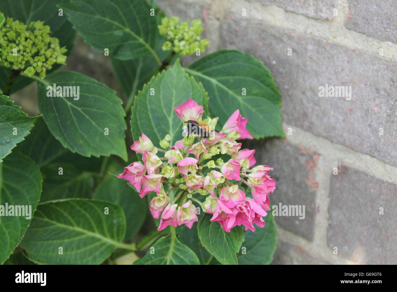 Hortensie, Sommerblume, Gartenarbeit, Hampshire, britische Blume, Biene-liebenden Stockfoto