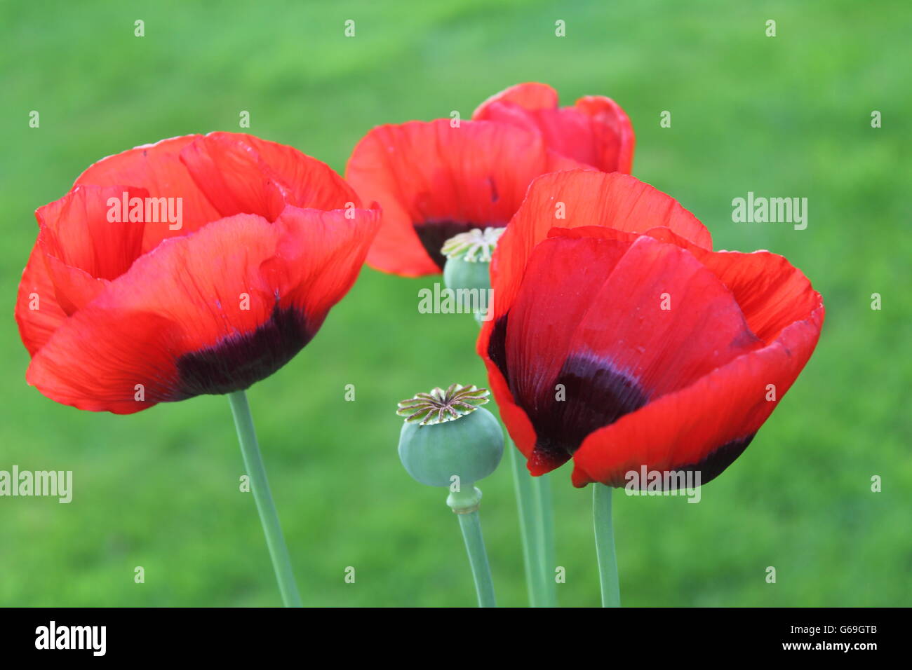 Mohn und Knospe, Sommerblume, Gartenarbeit, Hampshire, britische Blume Stockfoto