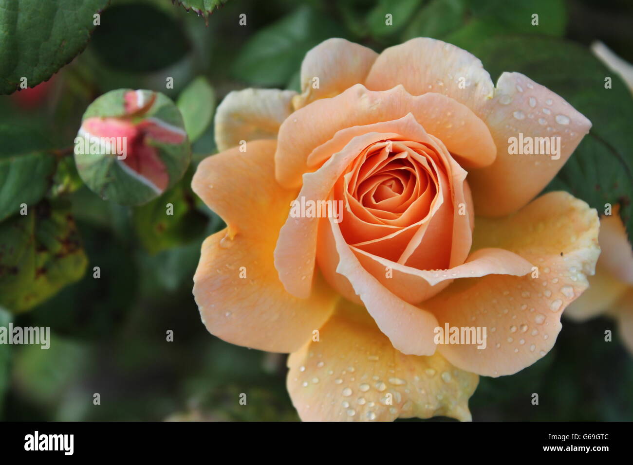 Pfirsich Rose und Knospe, Sommerblume, Gartenarbeit, Hampshire, britische Blume Stockfoto