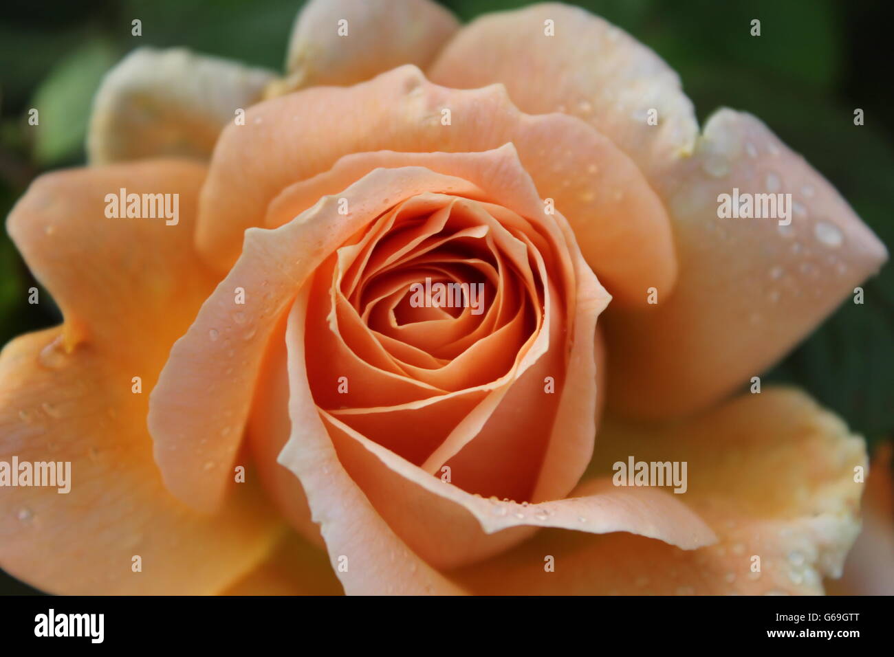 Rose, Sommer Pfirsichblüten, Gartenarbeit, Hampshire, britische Blume Stockfoto