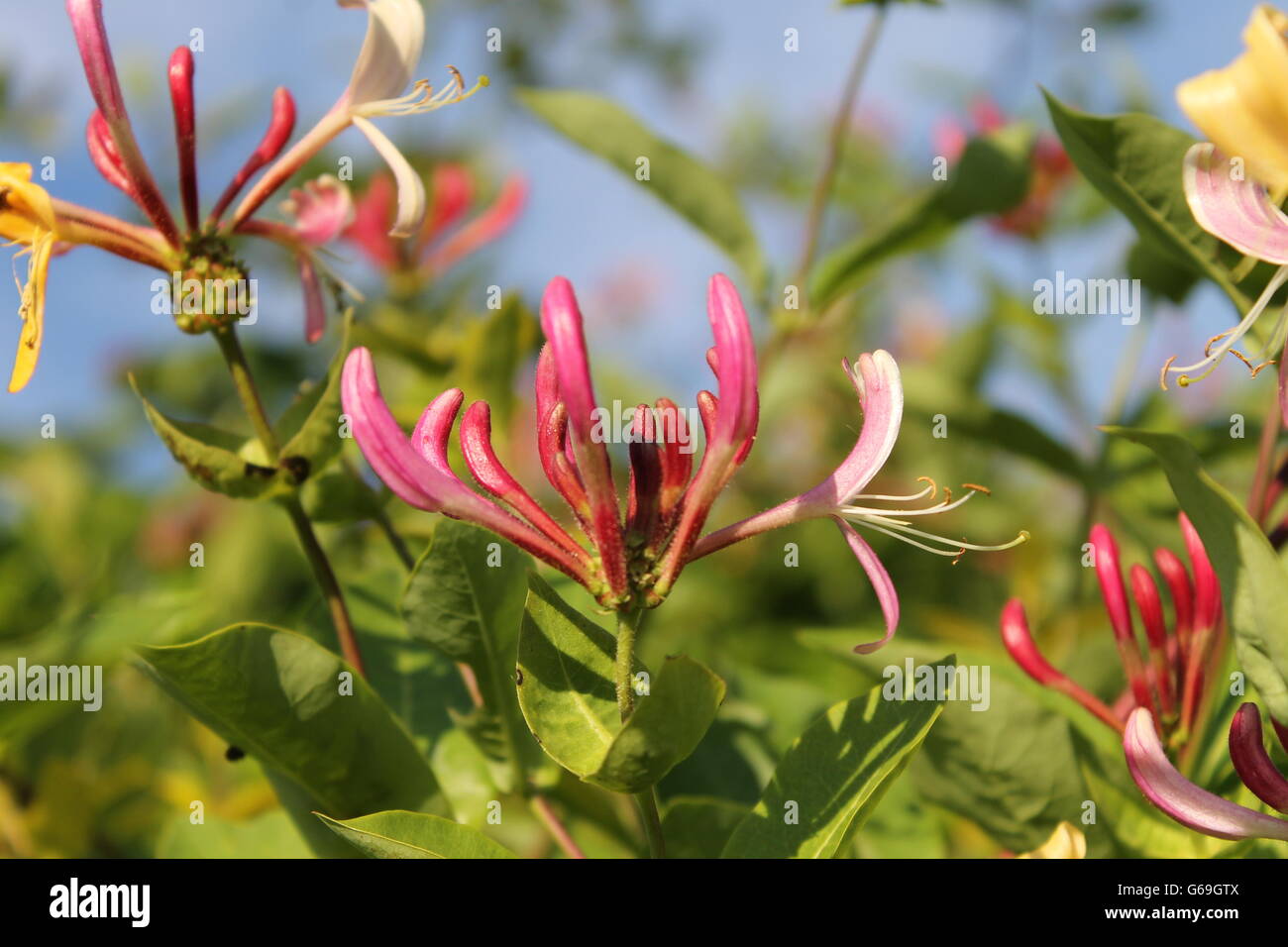 Geißblatt, Sommerblume, Hampshire, Gartenarbeit Stockfoto
