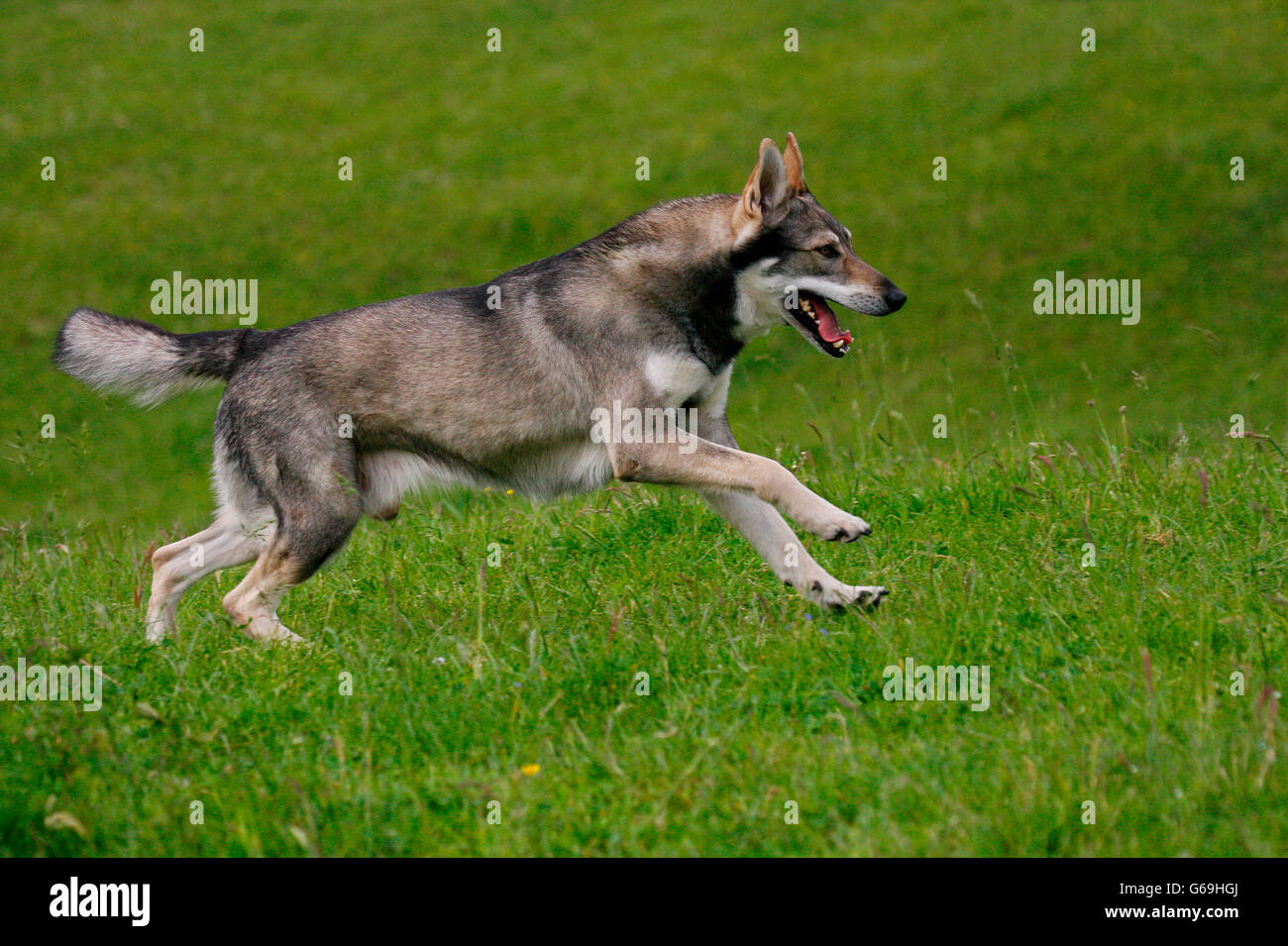 Niederländischer Wolfshund Stockfotos und -bilder Kaufen - Alamy