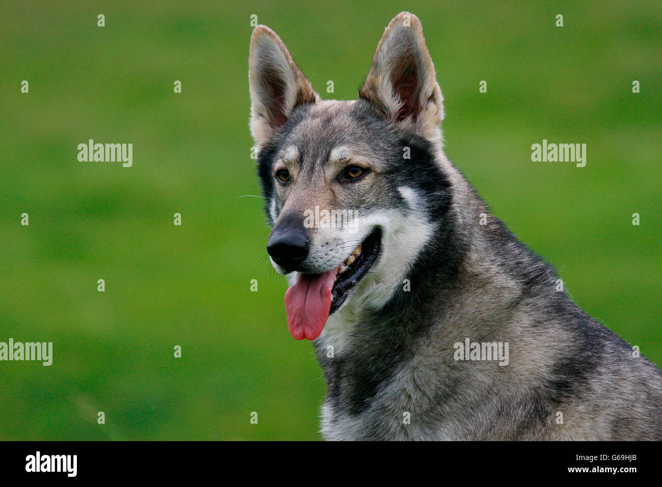 Niederländischer Wolfshund Stockfotos und -bilder Kaufen - Alamy