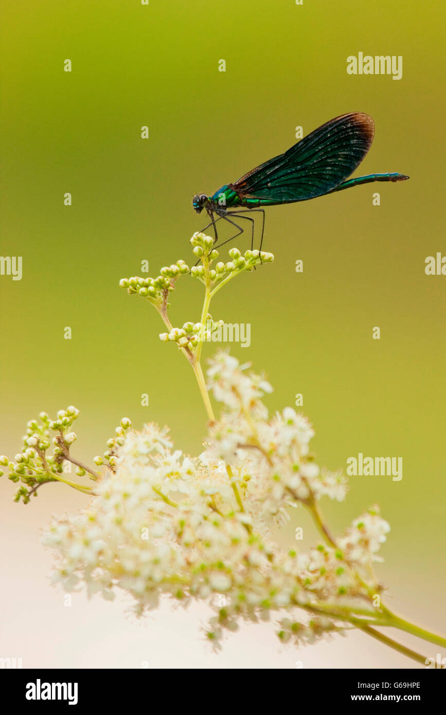 schöne Prachtlibelle, Deutschland / (Calopteryx Virgo) Stockfoto