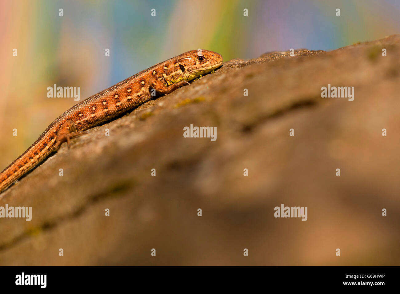 Zauneidechse, Deutschland / (Lacerta Agilis) Stockfoto