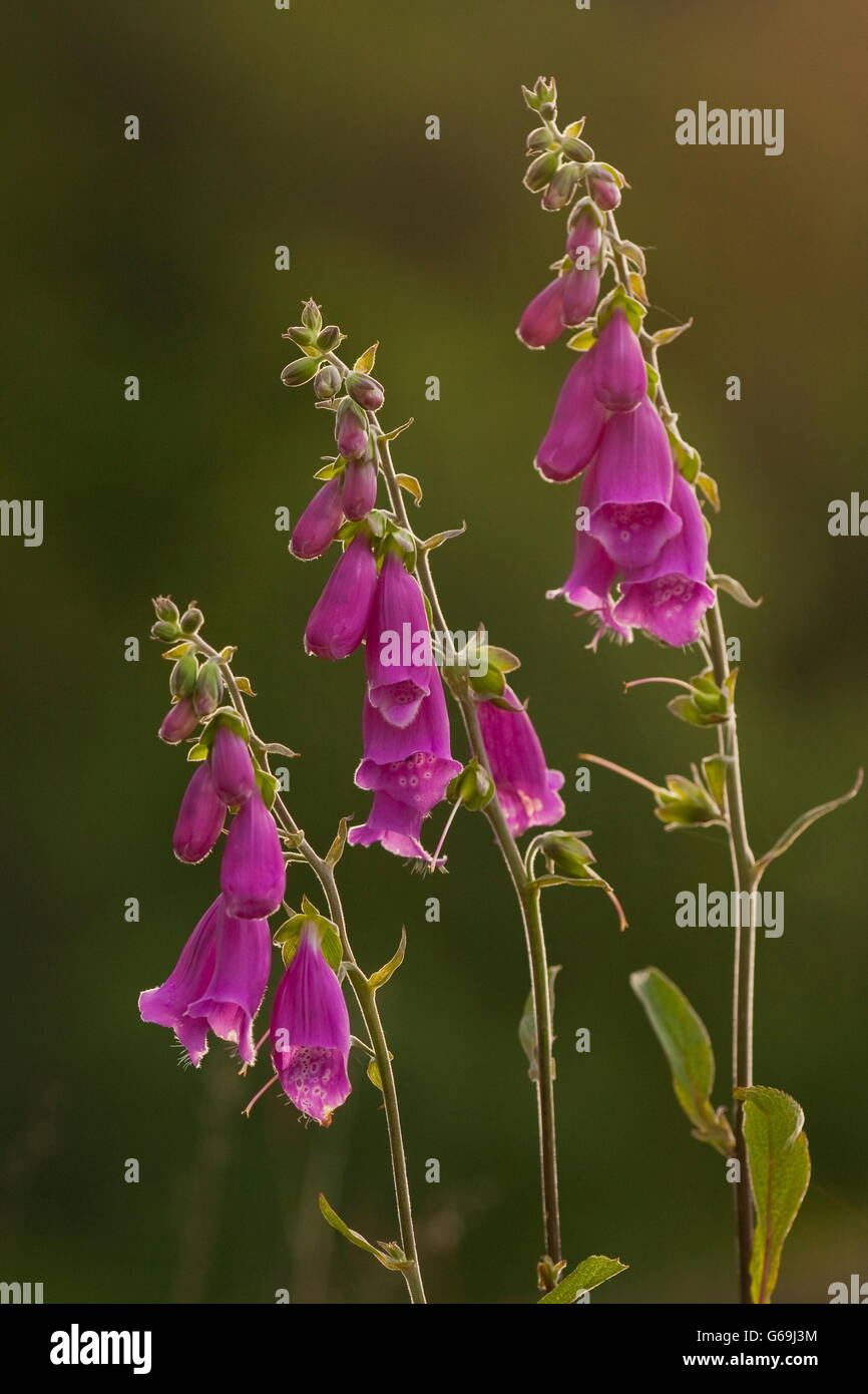 gemeinsamen Fingerhut, Deutschland / (Digitalis Purpurea) Stockfoto