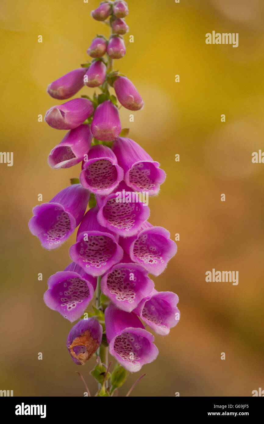gemeinsamen Fingerhut, Deutschland / (Digitalis Purpurea) Stockfoto