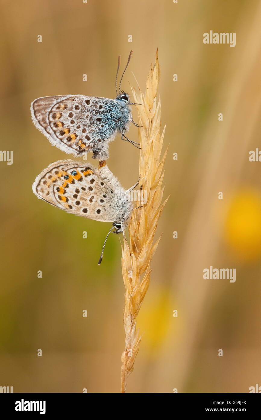 Silber besetzte blau, Paarung, Deutschland / (Plebejus Argus) Stockfoto
