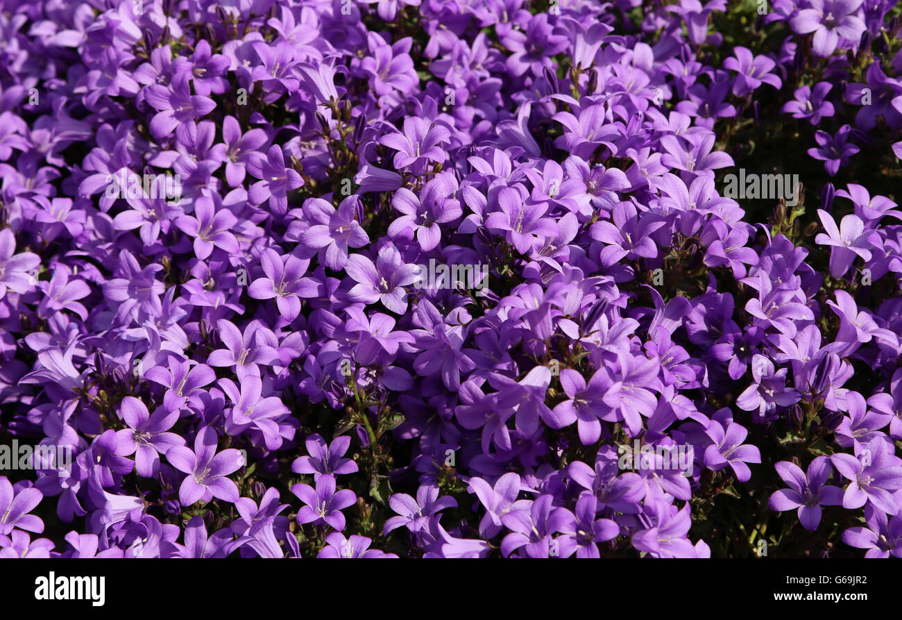 Hintergrund lila Blumen Campanula oder Glockenblume genannt Stockfoto