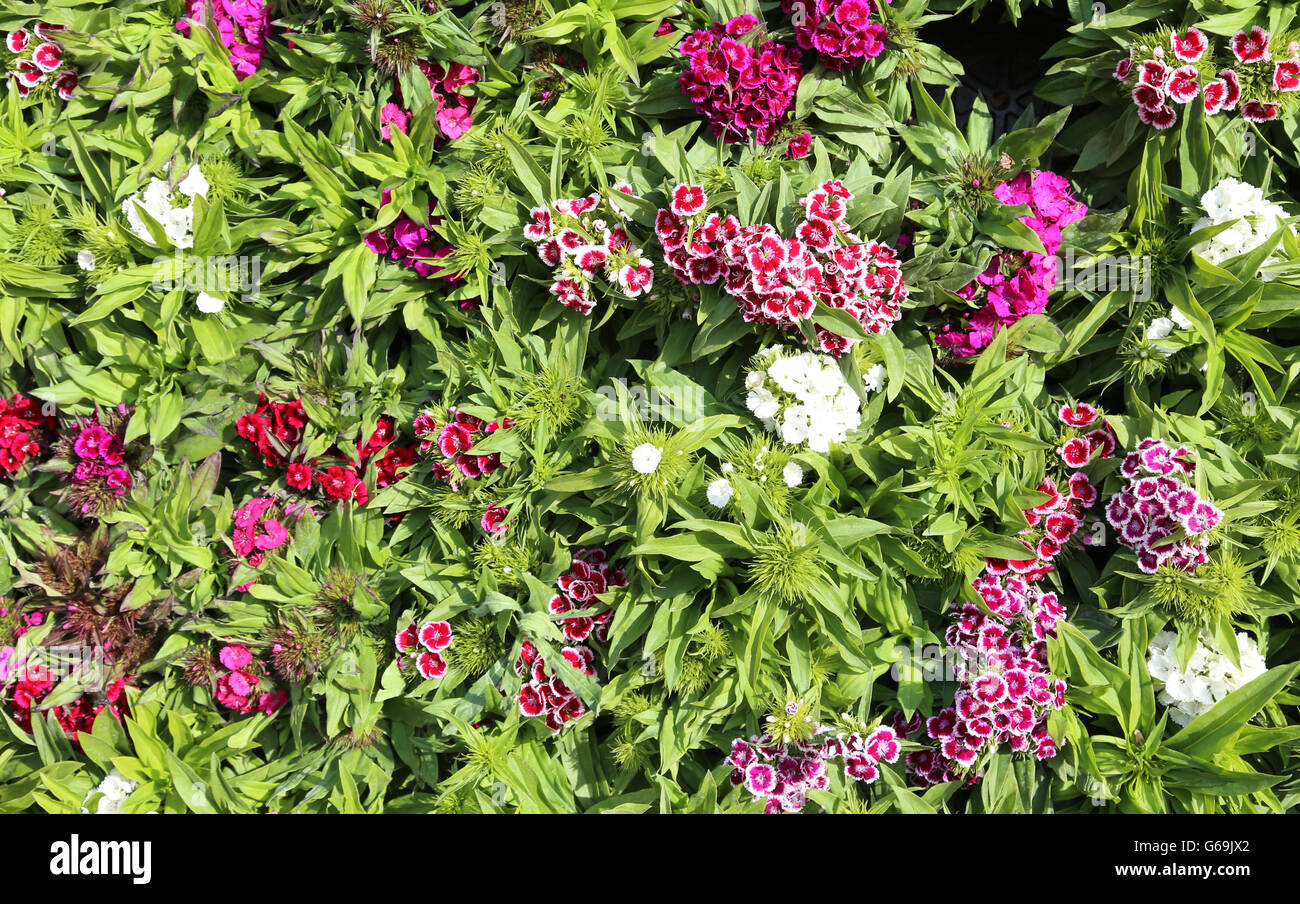 Hintergrund der vielen Blumen im Frühling genannt Nelke oder Dianthus caryophyllus Stockfoto