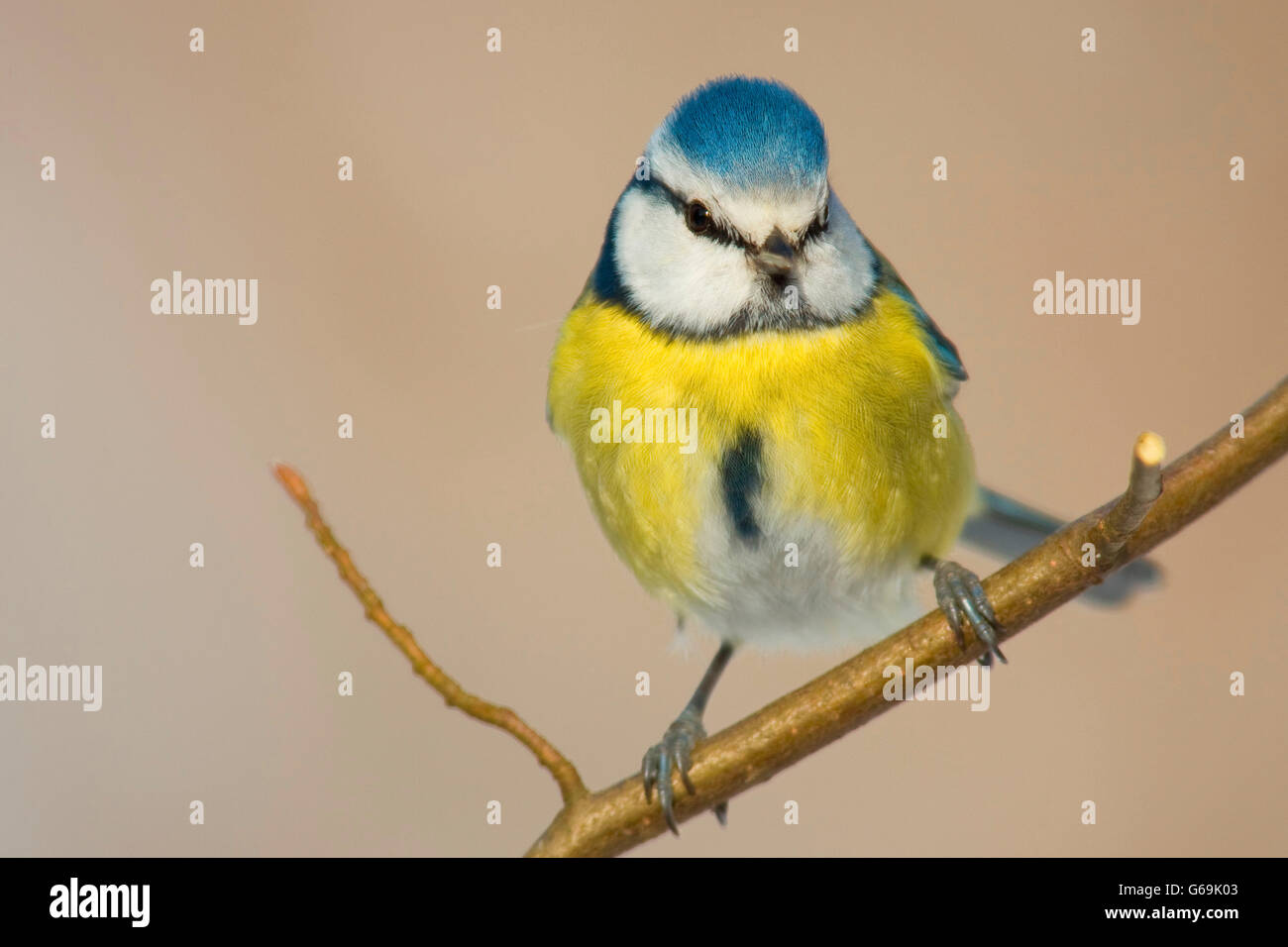 Eurasischen Blaumeise, Deutschland / (Cyanistes Caeruleus) Stockfoto