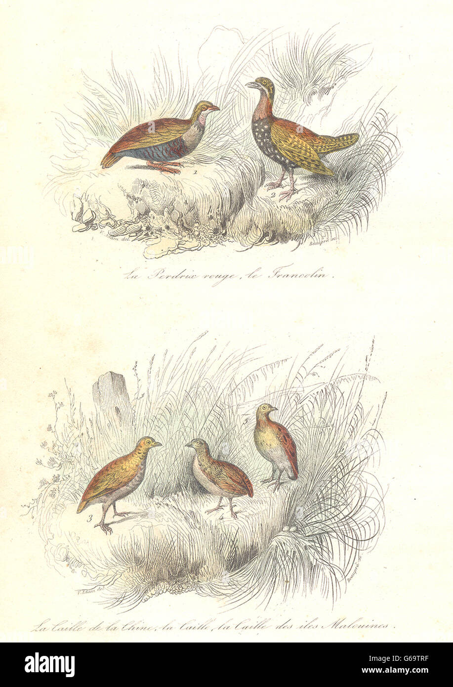 Vögel: Rebhuhn, Francolin; Chinesisch, Malouine Wachteln; Perdrix,Caille.Buffon, 1841 Stockfoto