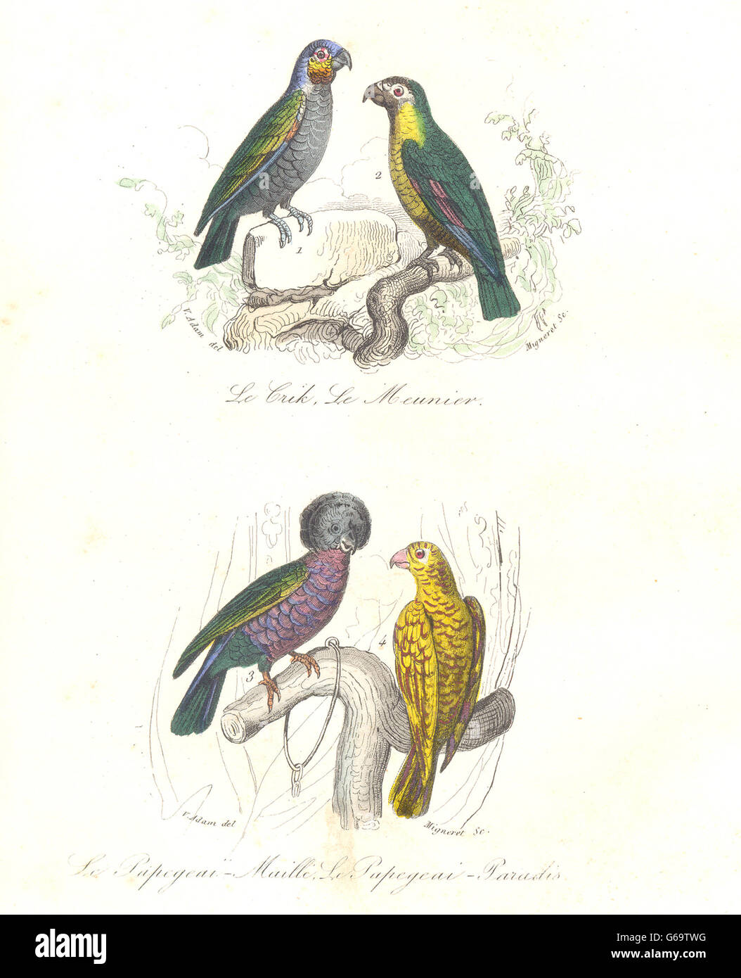 Vögel: Crick, Meunier, gesprenkelt, Paradise Poppinjay; Crik, Papegeai. BUFFON 1841 Stockfoto