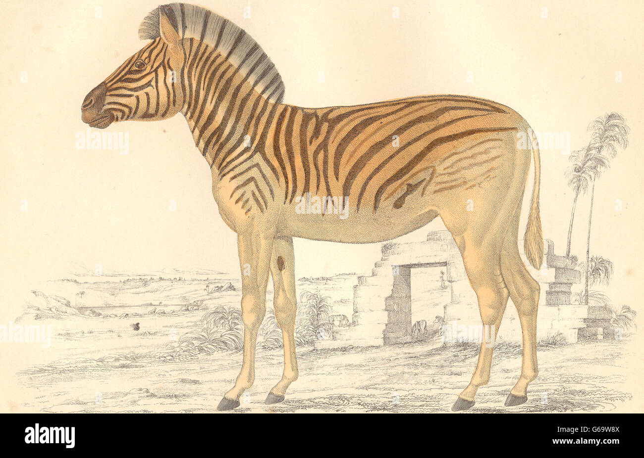 AUSGESTORBEN: Datiw (weiblich) (Zebra/Quagga). GOLDSCHMIED. Hand-gefärbt, print 1870 Stockfoto