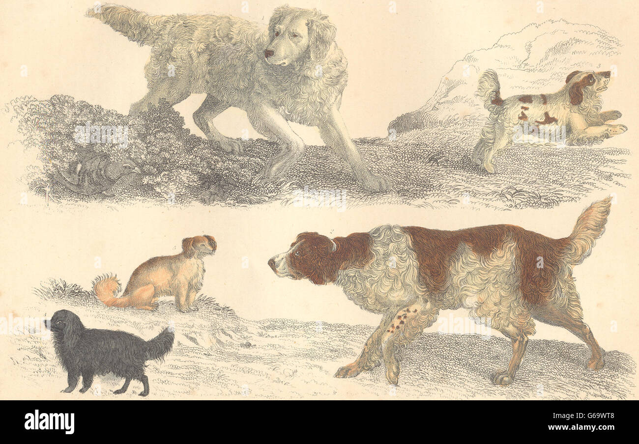 Hunde: Alte Englisch Setter; Cocker; King Charles; Tröster. GOLDSCHMIED., 1870 Stockfoto