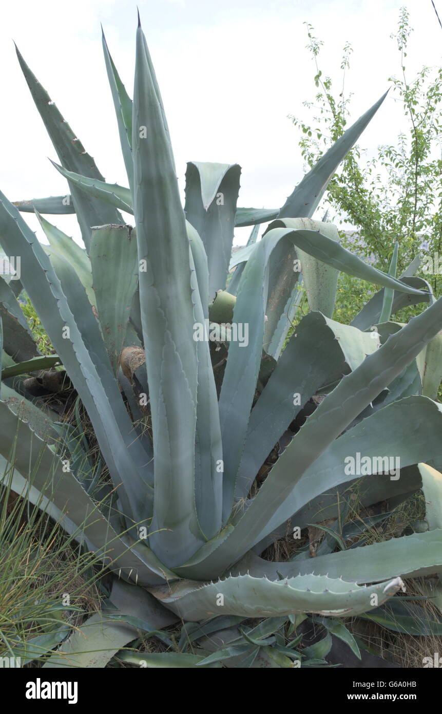 Riesige Aloe-Vera-Pflanze mit dicken Blätter Stockfoto