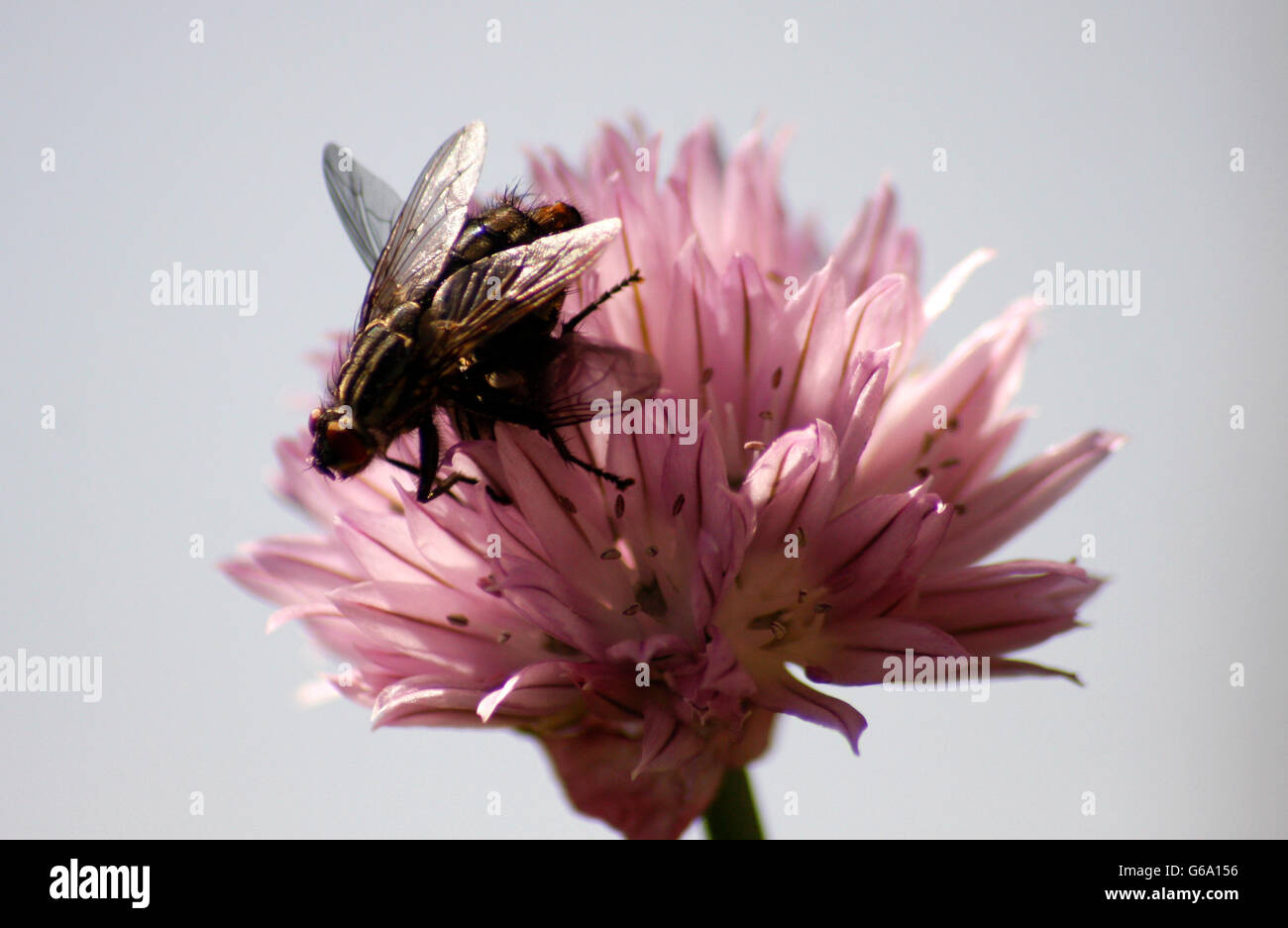 Makro-Aufnahme: Fliege Auf Schnittlauch Blume. Stockfoto