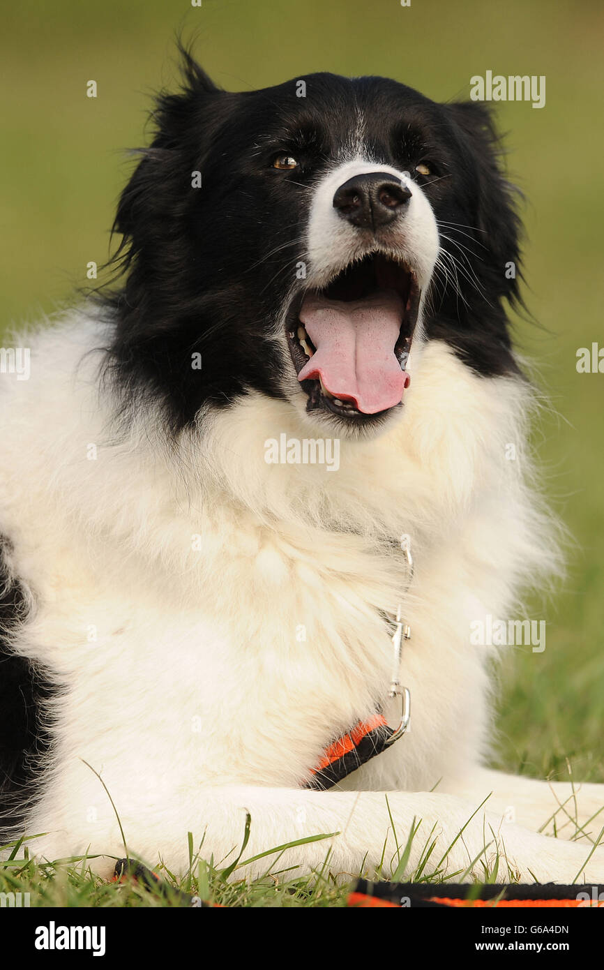 Ein Hund nimmt an dem Versuch Teil, den Guinness-Weltrekord für den größten gleichzeitigen Aufenthalt im Rockingham Castle, Leicestershire, zu brechen. Stockfoto