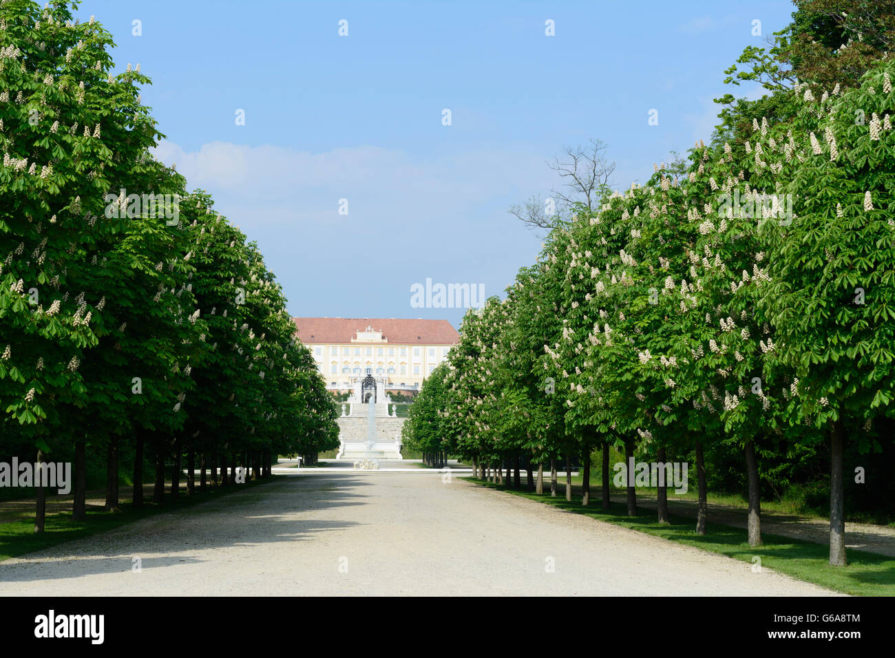 Schloss Hof, blühenden Kastanienbäumen, Engelhartstetten, Österreich, Niederösterreich, NÖ, Marchfeld Stockfoto