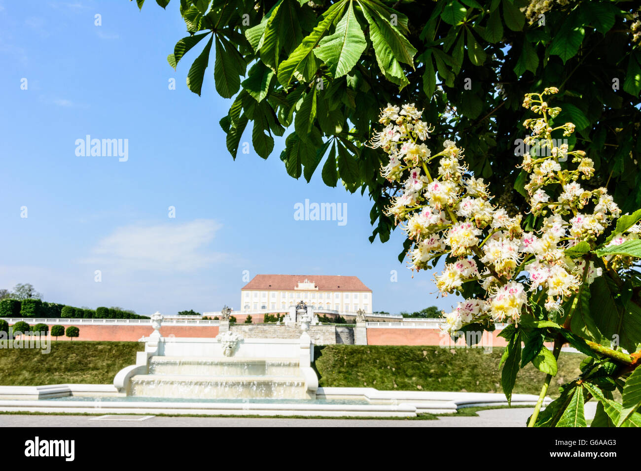 Schloss Hof, blühenden Kastanienbäumen, Engelhartstetten, Österreich, Niederösterreich, NÖ, Marchfeld Stockfoto