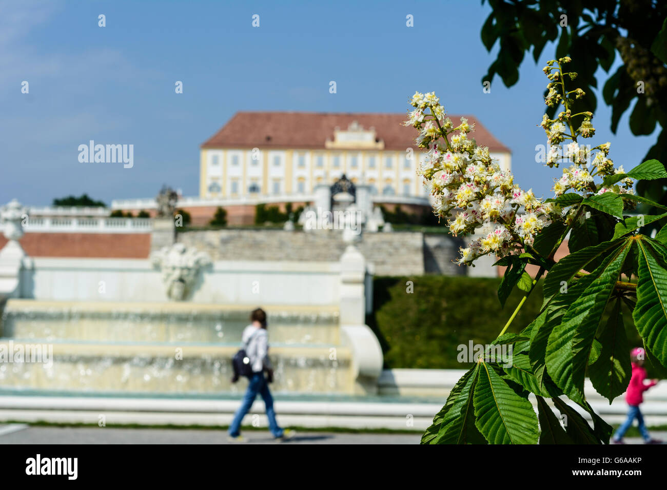 Schloss Hof, blühenden Kastanienbäumen, Engelhartstetten, Österreich, Niederösterreich, NÖ, Marchfeld Stockfoto