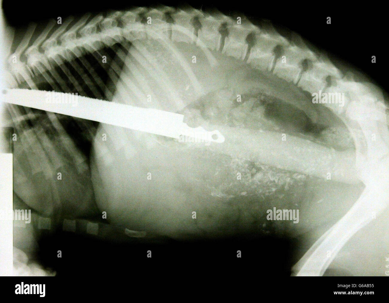 Hund schluckt Fotos und Bildmaterial in hoher Auflösung Alamy