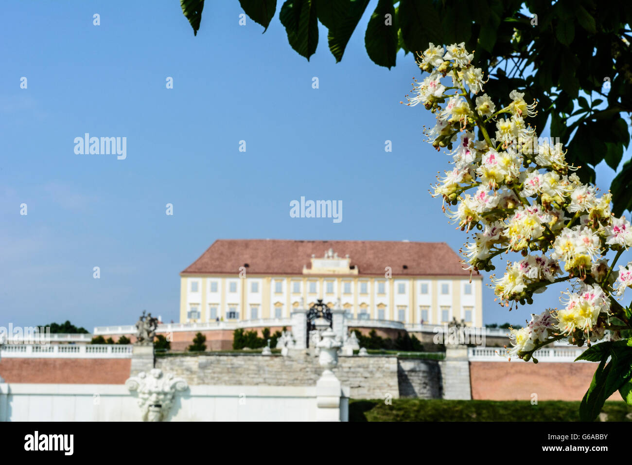 Schloss Hof, blühenden Kastanienbäumen, Engelhartstetten, Österreich, Niederösterreich, NÖ, Marchfeld Stockfoto