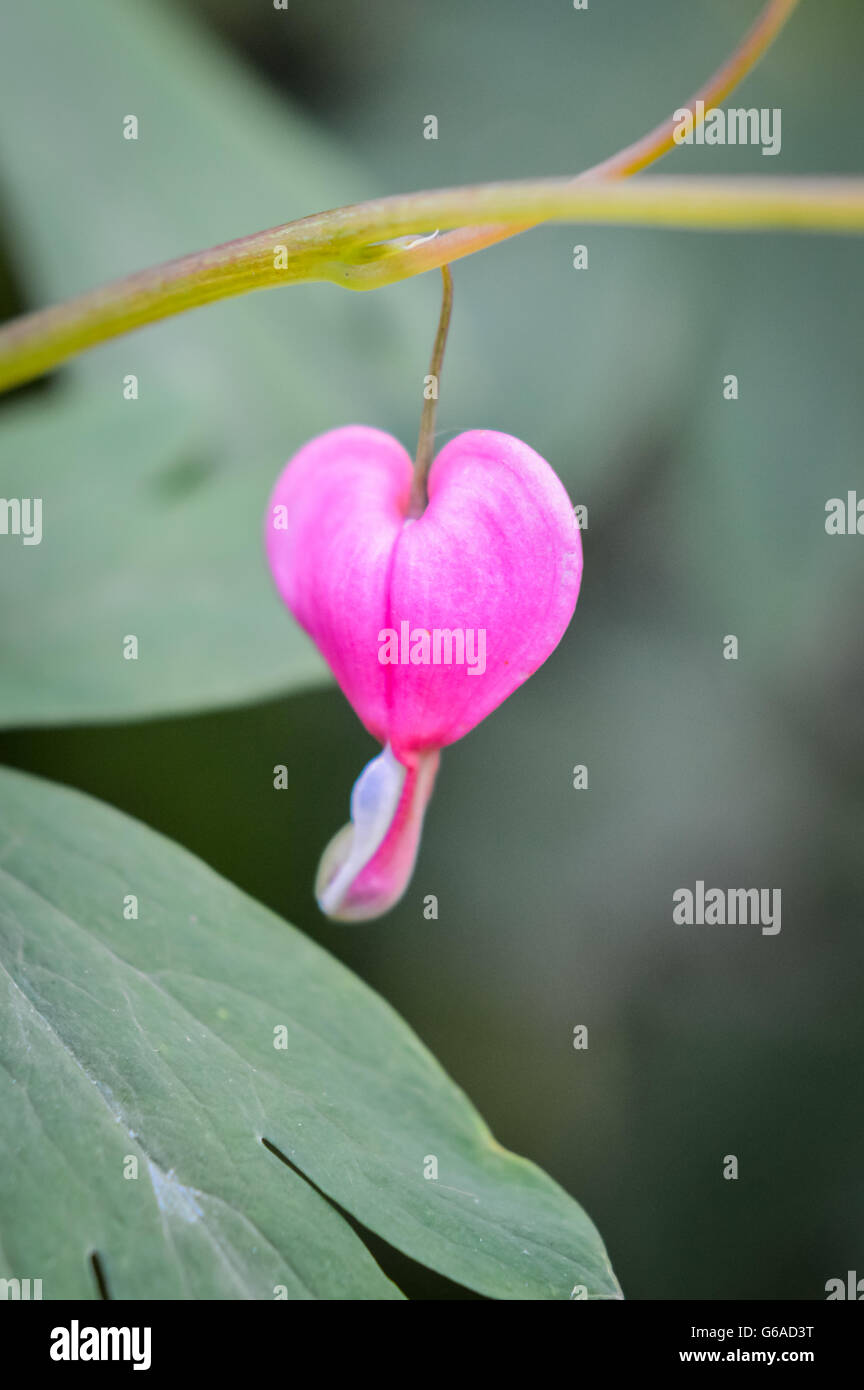 Rosa Tränendes Herz Blume Stockfoto