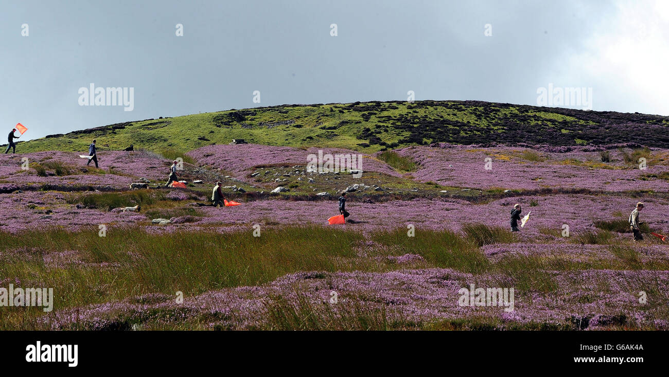 Leuchtend violette Heidekraut in den Yorkshire-Tälern, während Quirle die Moore überqueren, um die Vögel am glorreichen 12., dem traditionellen Beginn der Jagdsaison der Grouse, zu treiben. Stockfoto