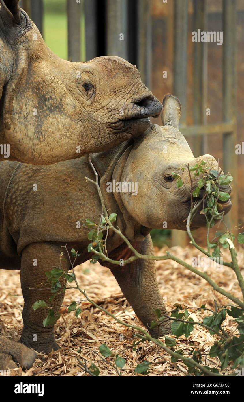 Der neun Monate alte, eingehörnte Nashorn Jamil und seine Mutter Behan des Whipsnade Zoos helfen beim Start des Familienfestivals „Little Creatures“ im Whipsnade Zoo, Dunstable. Stockfoto