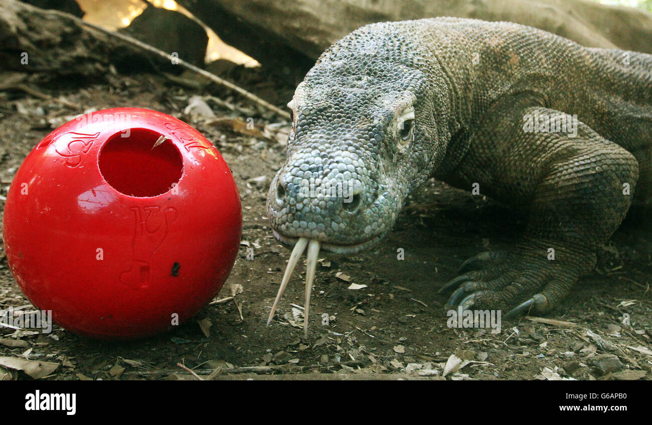 Raja, ein 15-jähriger Komodo-Drache, bekommt im London Zoo eine rote Kugel gefüllt mit seinem Lieblingsgericht als unterhaltsame Art und Weise, gefüttert zu werden. Stockfoto