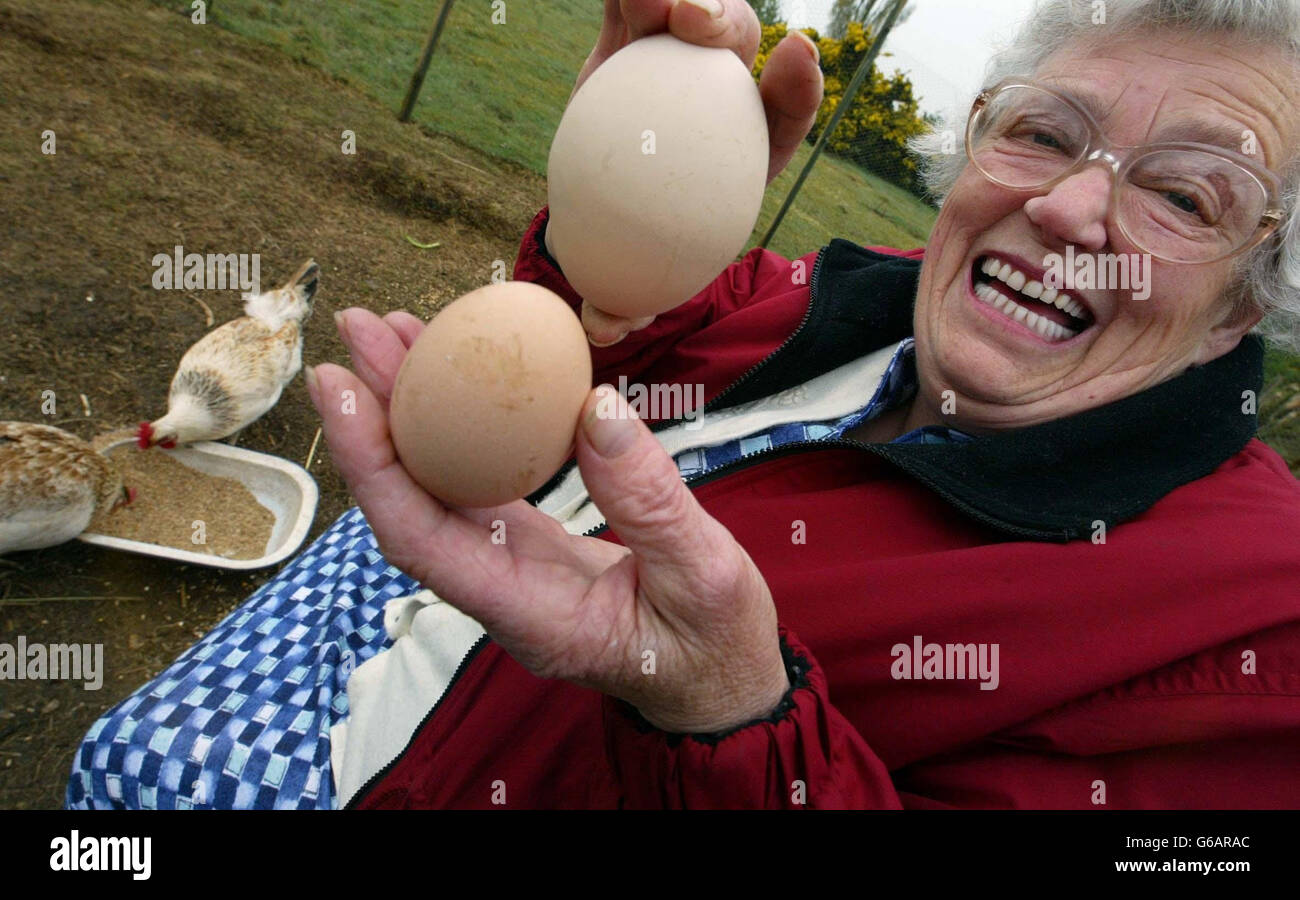 Freda Smith, 73, aus Butley, Suffolk, mit ihrem 7oz Ei (oben), nachdem sie es in ihrem Hühnerstall entdeckt hatte. Die durchschnittliche Größe eines Eies ist 2oz. Stockfoto