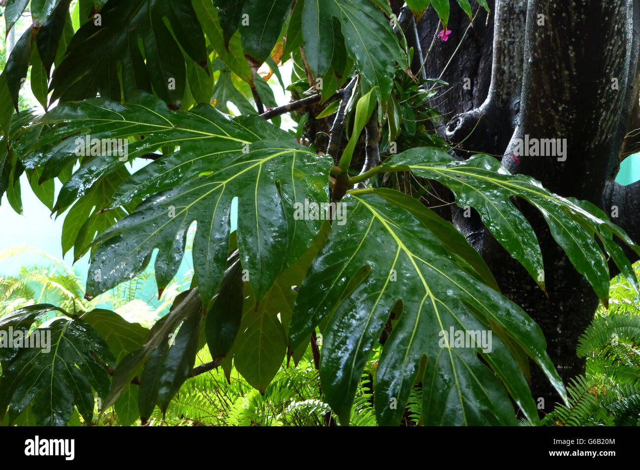 Tropische Vegetation nach Regen... tief frisches Laub.  Diese Art von Laub ist quer über die Insel typisch. Stockfoto