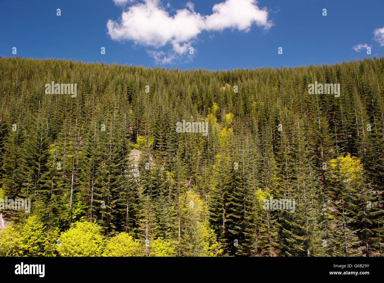 Immergrünen Wald, Mount St. Helens National Volcanic Monument, Washington, USA Stockfoto