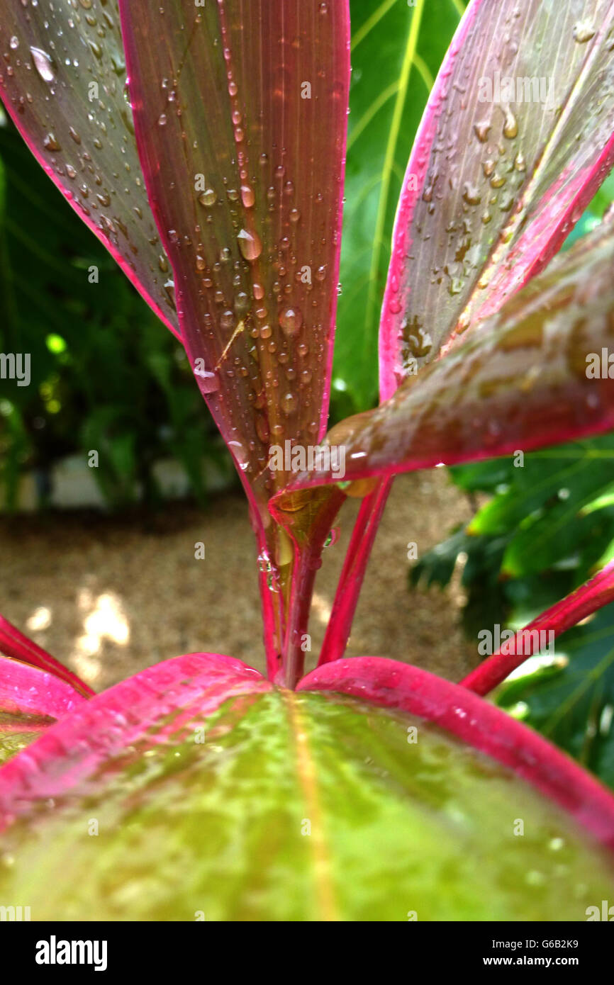 Pflanzen und Blumen, Karibik Asien Stockfoto