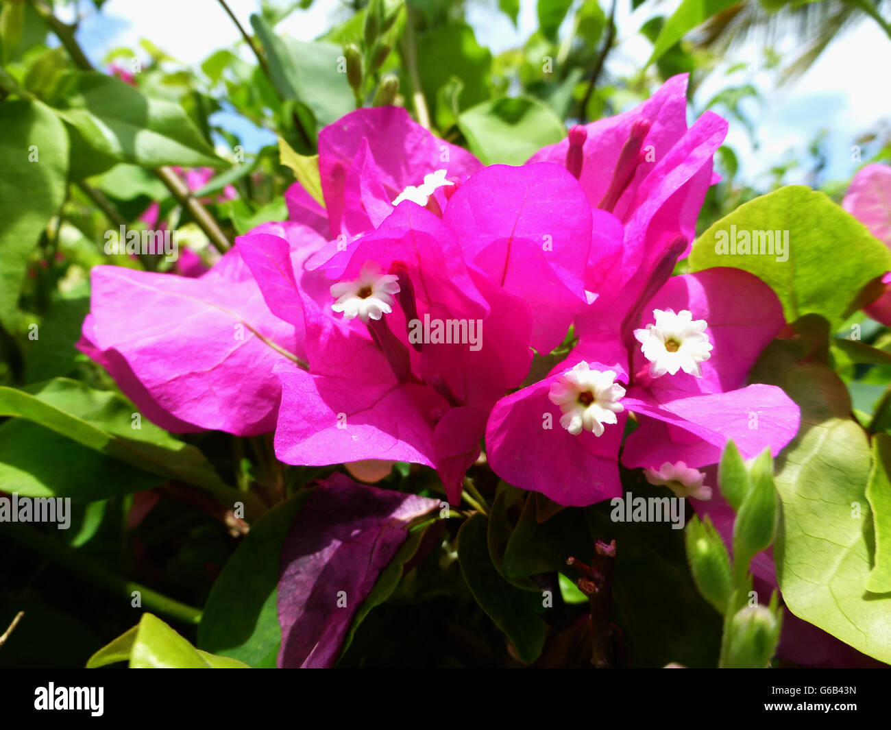 Jamaika, Resort, Karibik, Stockfoto