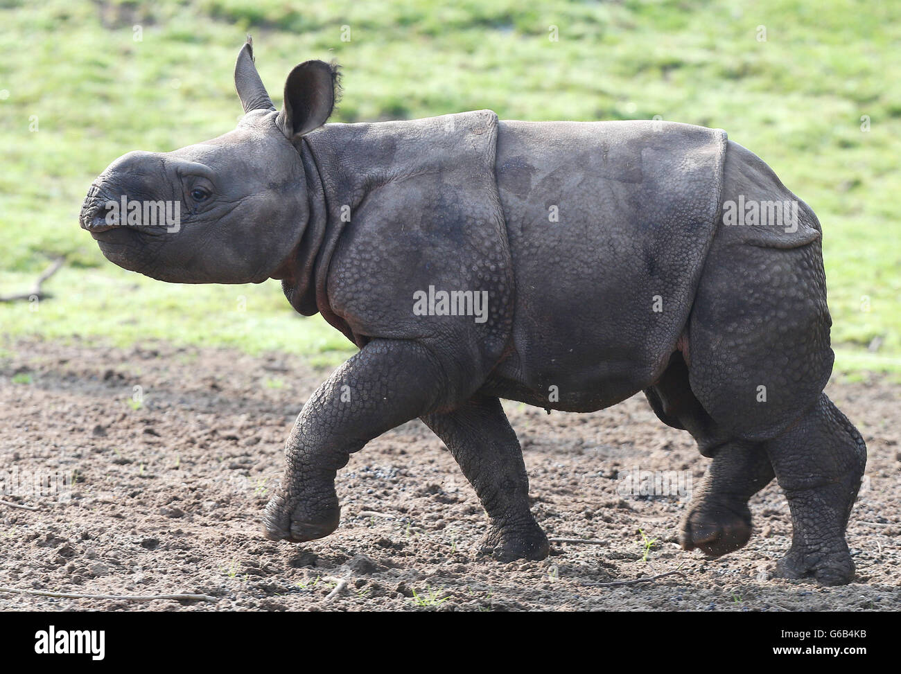 Komala, das 8 Wochen alte Baby Greater One Horned Rhino, das erste, das in seiner 80-jährigen Geschichte im Chester Zoo geboren wurde, macht ihre ersten Schritte nach draußen. Stockfoto