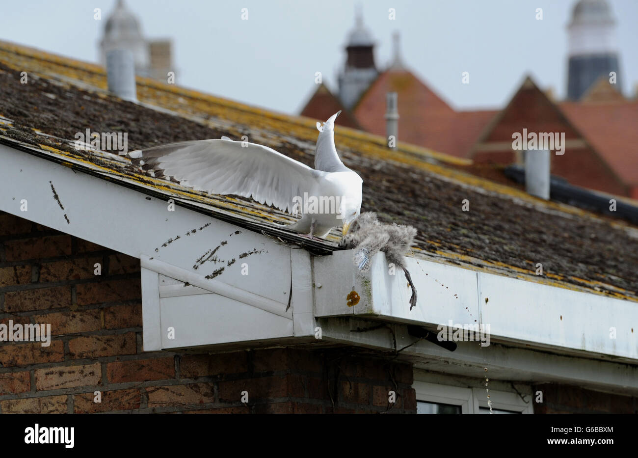 Brighton, UK. 24. Juni 2016. Natur kann scheinen sehr grausam als Erwachsener Silbermöwe Angriff eines eigenen Küken scheint vor dem werfen es aus einem Dach im Bereich Queens Park von Brighton heute Credit: Simon Dack/Alamy Live News Stockfoto