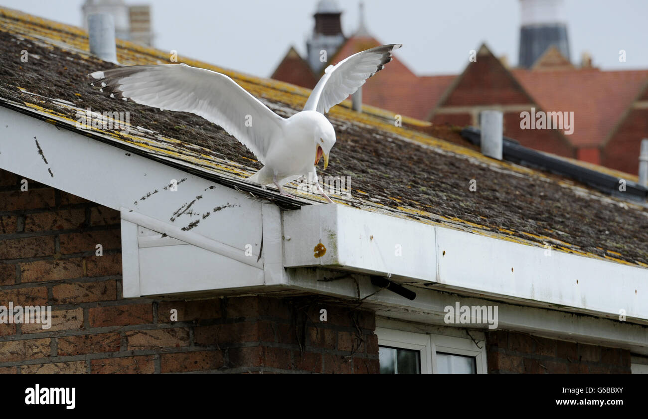 Brighton, UK. 24. Juni 2016. Natur kann scheinen sehr grausam als Erwachsener Silbermöwe Angriff eines eigenen Küken scheint vor dem werfen es aus einem Dach im Bereich Queens Park von Brighton heute Credit: Simon Dack/Alamy Live News Stockfoto